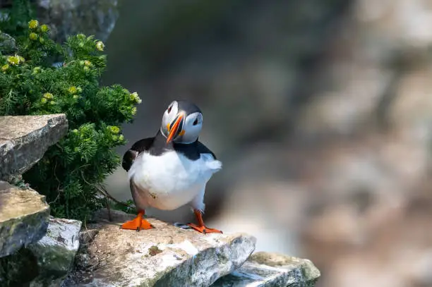 Atlantic Puffin, fratercula arctica, Flamborough Headland, East Riding