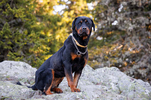 Large interested domestic dog of Rottweiler breed sits on ledge of high rocky sheltered mountain with mountain vegetation and green dense spruce forest, against backdrop of clear sky