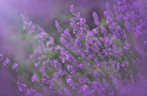 istock Lavender blooming on a bush in a field 1409559119