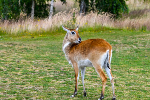 Kafue flats Lechwe with its head turned around cleaning itself on its back
