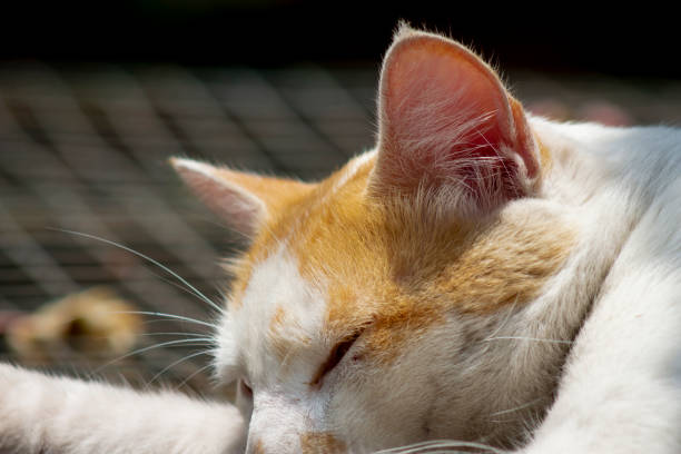 Beautiful portrait of a cat