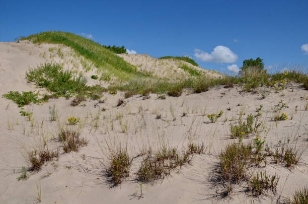 istock Dunes Beach sand dunes at Sandbanks Provincial Park 1409561155