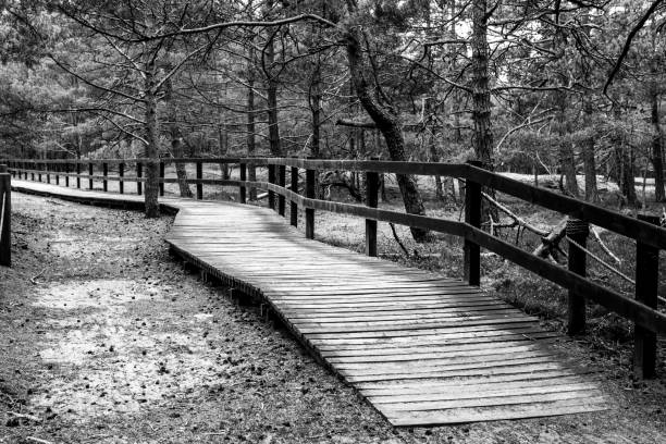 Slowinski National Park. Forest, Nature. Northern Poland, Black and white