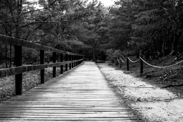 istock National Park, Forest, Nature, Poland, Black and white 1409561736