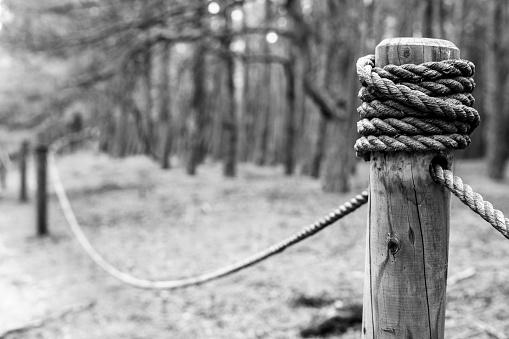 Wood pole with rope. Slowinski National Park. Forest, Nature. Northern Poland, Black and white