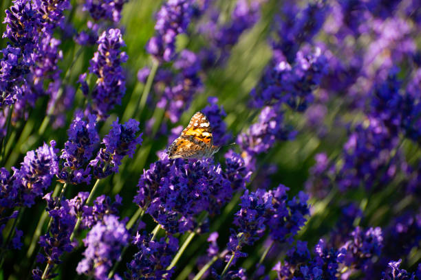 istock Blooming Lavender Flowers in a Provence Field Under Sunset Rays. Soft Focused Purple Lavender Flowers. Summer Scene Background. 1409561821