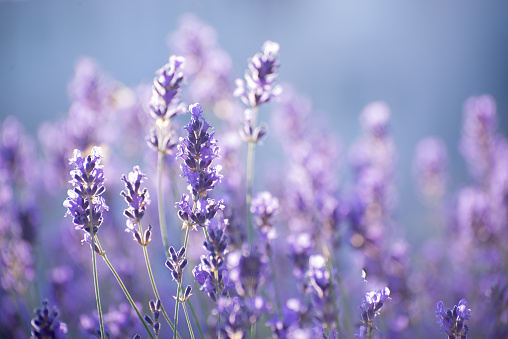 Blooming Lavender Flowers in a Provence Field Under Sunset Rays. Soft Focused Purple Lavender Flowers. Summer Scene Background.