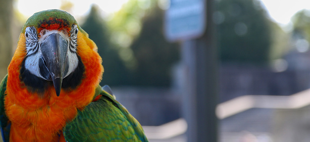 Front view of the face of a macow green and orange parrot with a blurred background.