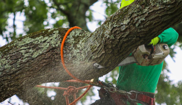 istock Man wearing a harness in a tree using a chainsaw to cut it down 1409562105