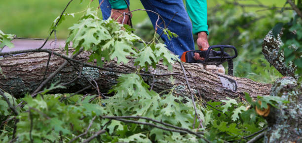 istock Worker using a small chainsaw to cut up pieces of tree that are on the ground 1409562132