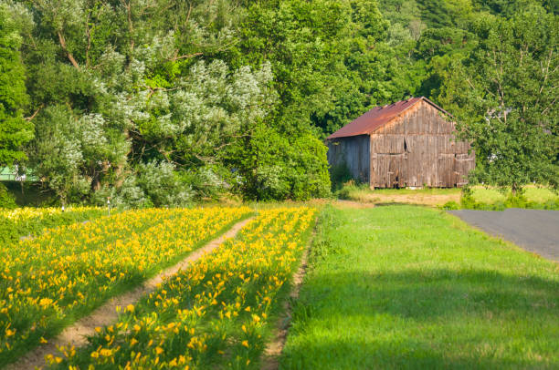 Neat rows of yellow day lilies are grown and cultivated on a farm in South Deerfield, Massachusetts in the Pioneer Valley