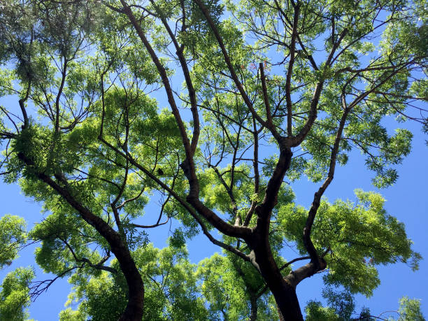 맑은 하늘 배경을 가진 나무 - 11274 뉴스 사진 이미지
