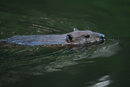 Big beaver in a river gnawing on a branch. Latvia, Riga.