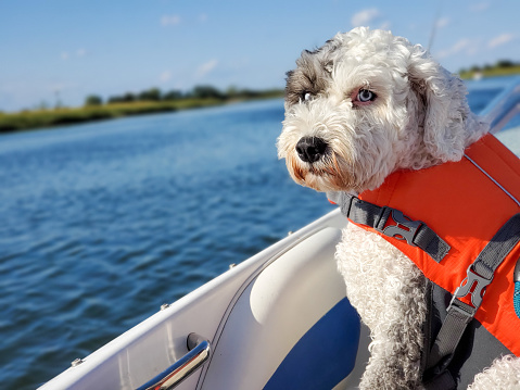 istock Boating Dog 1409564581