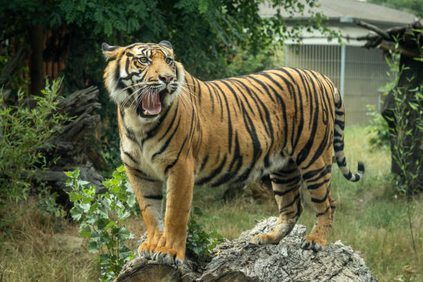 A young roaring bengal tiger standing on a tree trunk.