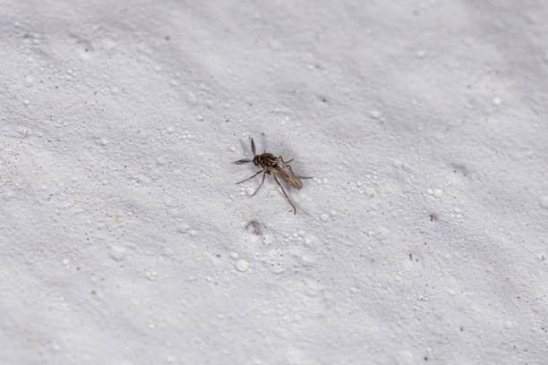 Adult Biting Midge Adult Biting Midge of the Family Ceratopogonidae midye stock pictures, royalty-free photos & images