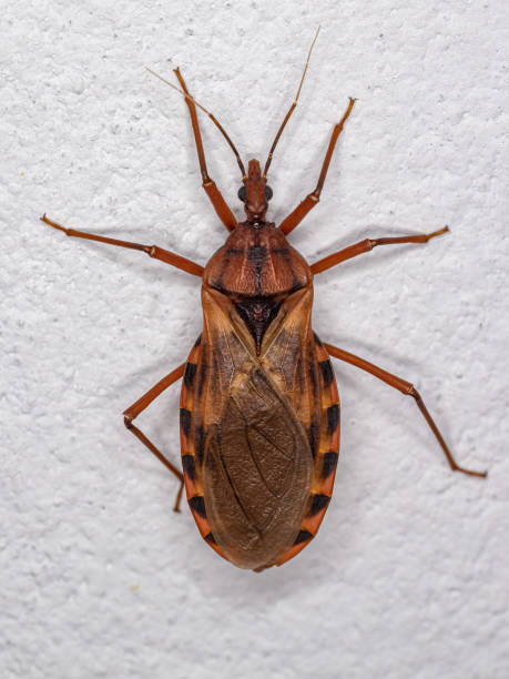 istock Adult Kissing Bug 1409565039