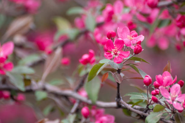 istock Apple tree pink flowers bloom in spring garden 1409565213