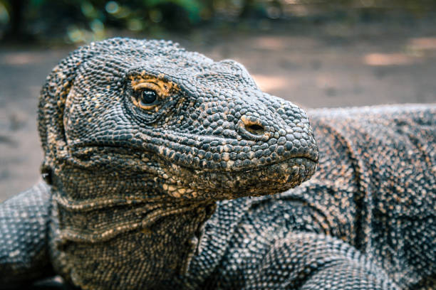 istock Komodo Dragon, Komodo, Indonesia 1409567419