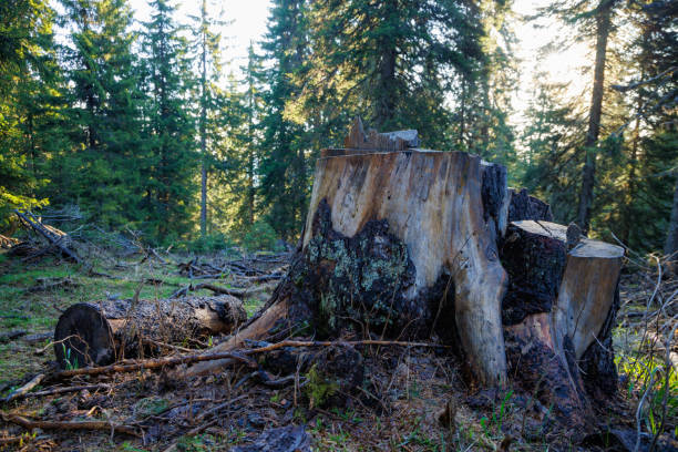 istock An stump covered with moss is located on a clearing in a spruce forest 1409567605