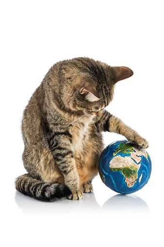 A funny tabby cat taking care of our planet.\nVisual references from NASA (https://visibleearth.nasa.gov/images/74117/august-blue-marble-next-generation).
