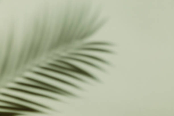 istock Palm leaf shadow on a green wall background. Olive color stylish flat lay with trendy shadow and sun light. 1409570359
