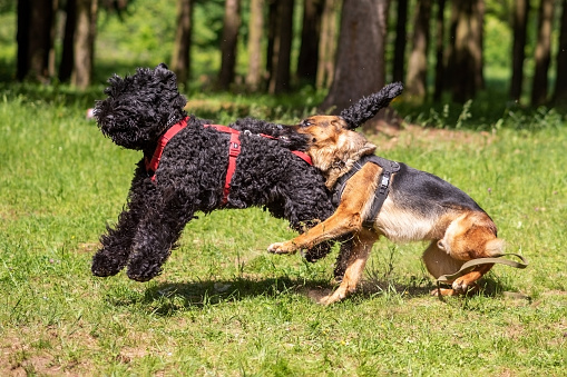 Black Russian Terrier vs German Shepherd fight. High quality photo