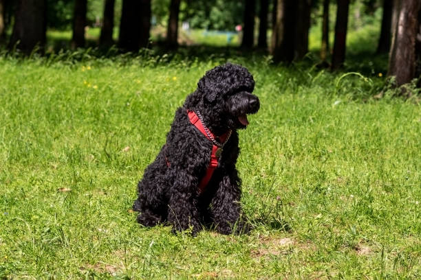 Russian black terrier in training, at the cynologist, in the forest. stock photo