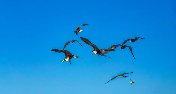 istock Fregat birds flock fly blue sky background on Holbox Mexico. 1409571537