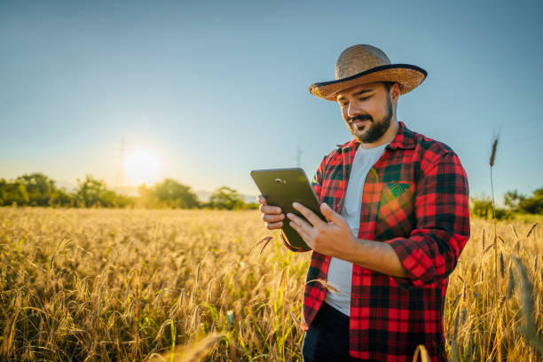 Farmer standing in the wheat field with tablet stock photo