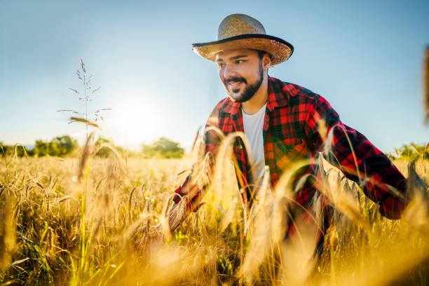 istock Farmer man in a wheat field 1409571874
