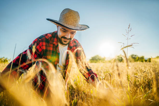 istock Farmer man in a wheat field 1409571900
