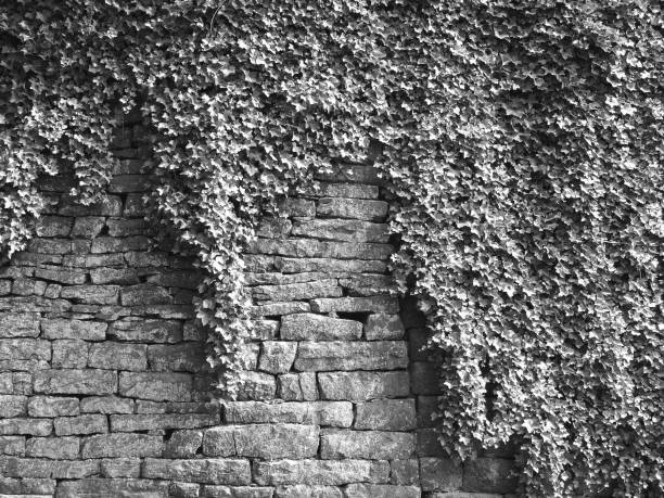 monochrome image of an old grey stone wall covered in dense ivy