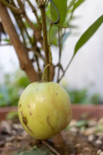 Solanum muricatum fruit plant in the garden. High quality photo