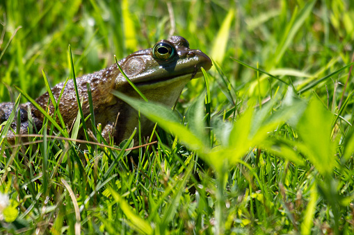 Lithobates clamitans photographed in July 2022 in Canada.