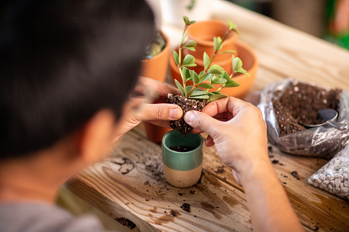 Filipino man taking care of indoor potted plants
Shallow DOF