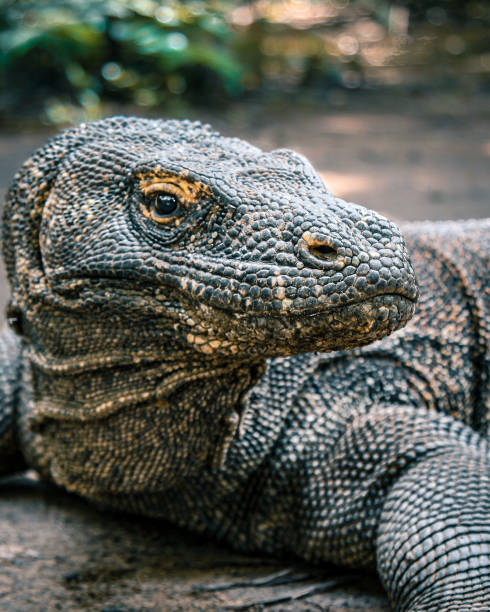 istock Komodo Dragon, Komodo, Indonesia 1409574382