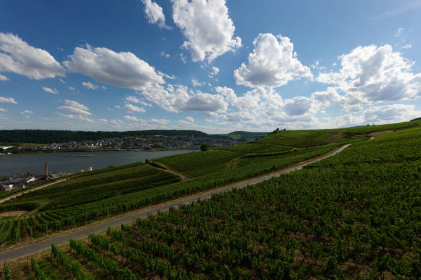 A view of Bingen am Rhein, Germany from the hiking trail as the sun just illuminates the valley on a fine day
