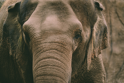 An african elephant bull portrait in the plains, savannah of the Lake manyara National Park – Tanzania