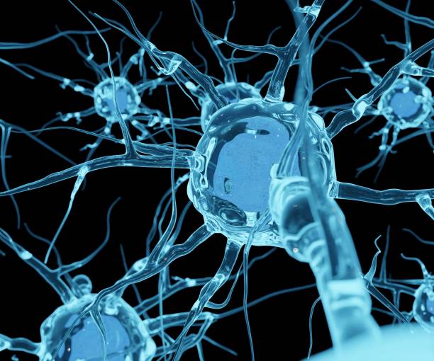 un neurone o una cellula nervosa è una cellula elettricamente eccitabile. - neurotransmission foto e immagini stock