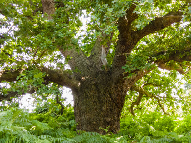 Centuries old mighty oak tree stock photo