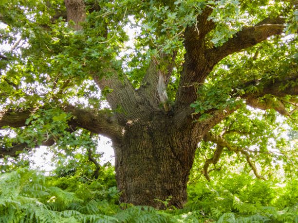 многовековой могучий дуб - glade forest oak tree tree стоковые фото и изображения