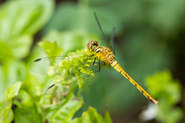 Macro video Dragonfly in garden side view close up stock photo