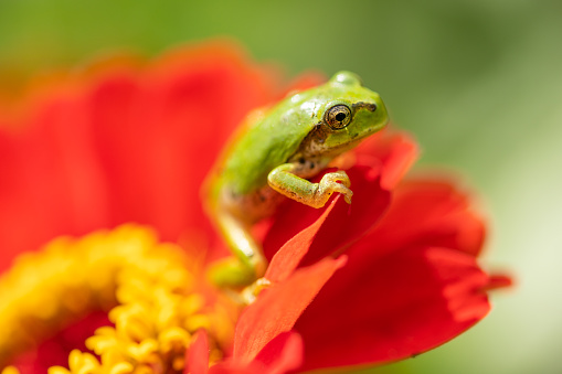 A close up of a tiny green frog sitting on a red flower in a garden.