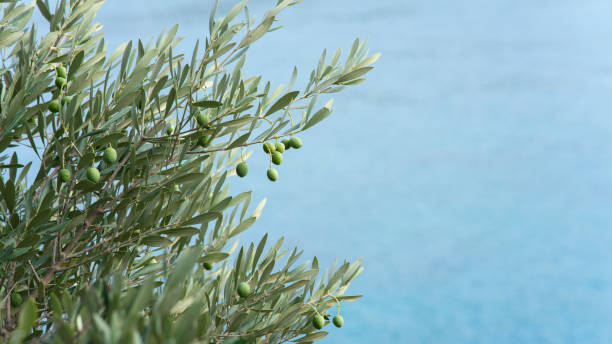The olives in the branches on sea background stock photo