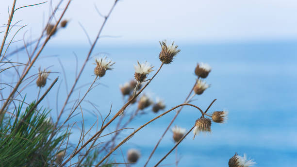 flowers at a the sea view