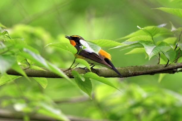 istock Narcissus flycatcher perching on a branch 1409580264