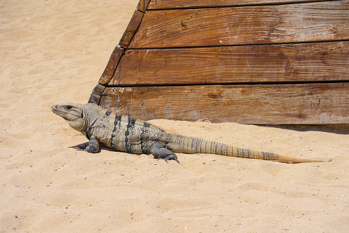 Iguana lizard on a sandy beach near Cancun, Mexico.