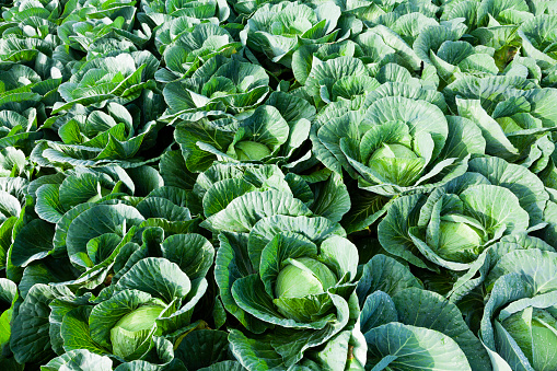 Cabbage Field  Close Up