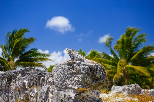 Iguana lizard in ancient ruins of Maya in El Rey Archaeological Zone near Cancun, Yukatan, Mexico.